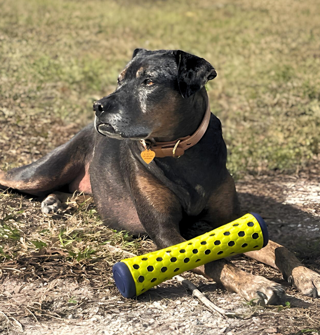 Mark's Mobile Crew Dog On Beach